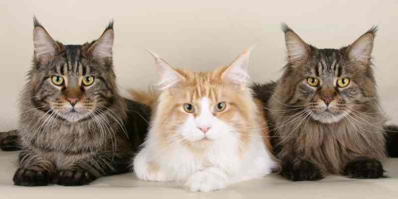 How Can You Inform If Your Cat Really Is A Maine Coon? By Sarah Crosier